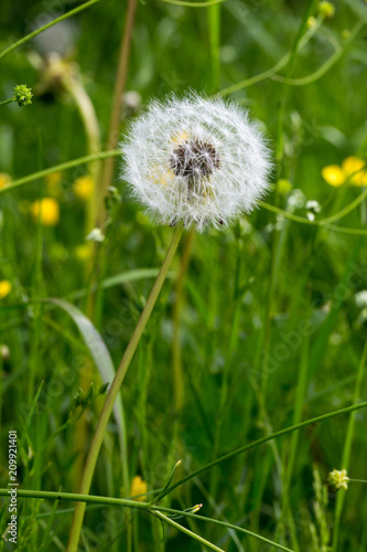 Fototapeta Naklejka Na Ścianę i Meble -  White fluffy ball of dandelion