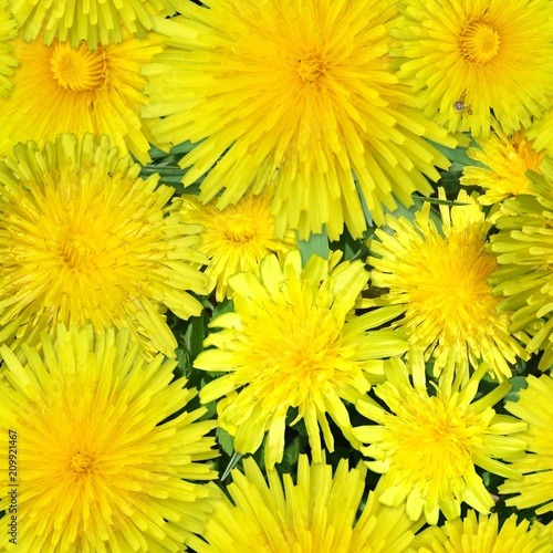 Seamless pattern from a photo of flowers dandelion © Elena