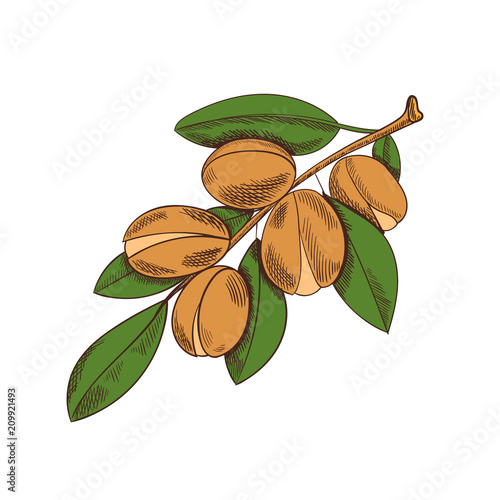 Vector Colored Argan Sketch, Colorful Plant Illustration.