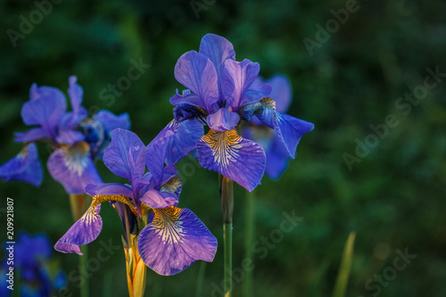 Fototapeta Naklejka Na Ścianę i Meble -  синие ирисы на зеленой траве в свете солнечных лучей