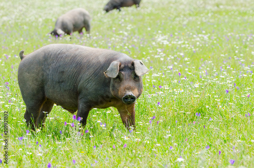 portrait of Iberian pig herd (pata negra) in a flower field photo