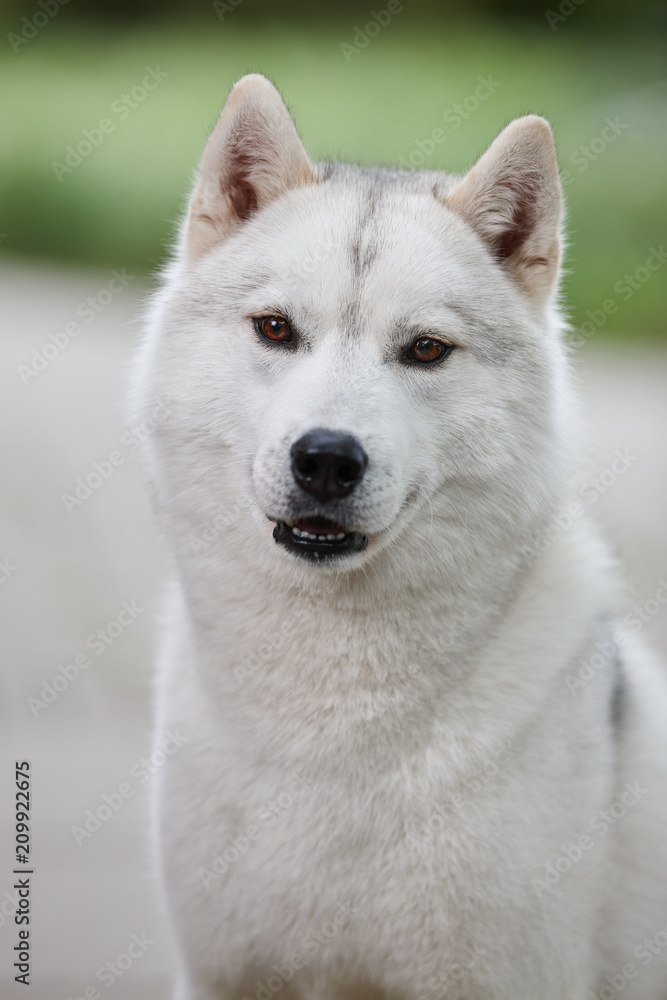 Obraz premium Portrait of a beautiful gray Siberian husky on the background of a field and green grass. Portrait of a dog on a natural background.