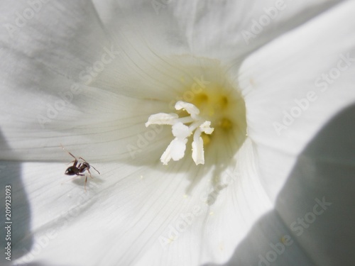 ant in a white flower 
