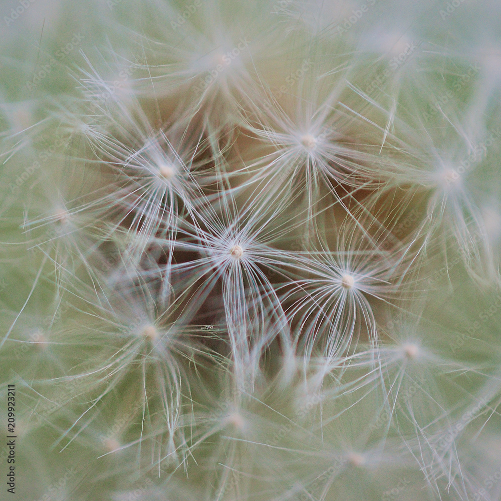 Obraz premium Macro photo of dandelion