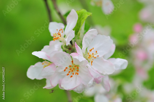 Beautiful apple tree branch