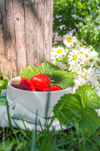 Fototapeta Naklejka Na Ścianę i Meble -  Fresh juicy strawberries in the garden among the grass in a white bowl, the concept of gardening