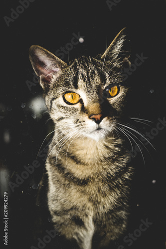 Beautiful cat in the window.