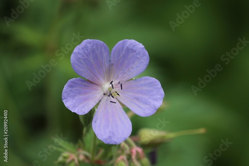 Blüte eines Storchschnabel