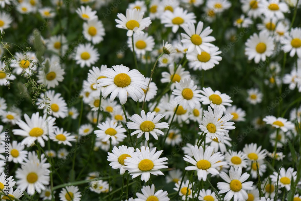 Camomile daisy flowers. Slovakia Camomile daisy flowers. Slovakia
