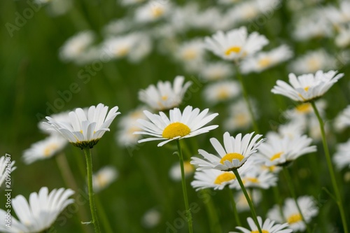 Camomile daisy flowers. Slovakia 