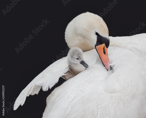 Canvas Print Swan and cygnet