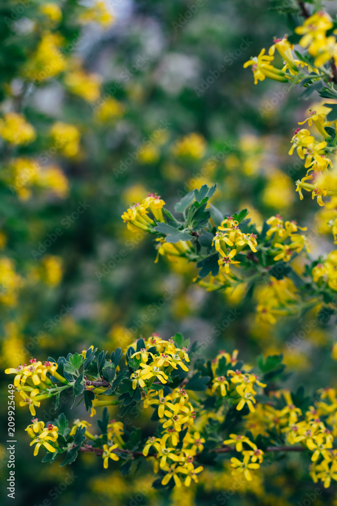 Fototapeta premium yellow flowers of gooseberry. The gooseberry Bush in the spring. On branches with green leaves blossomed small flowers.