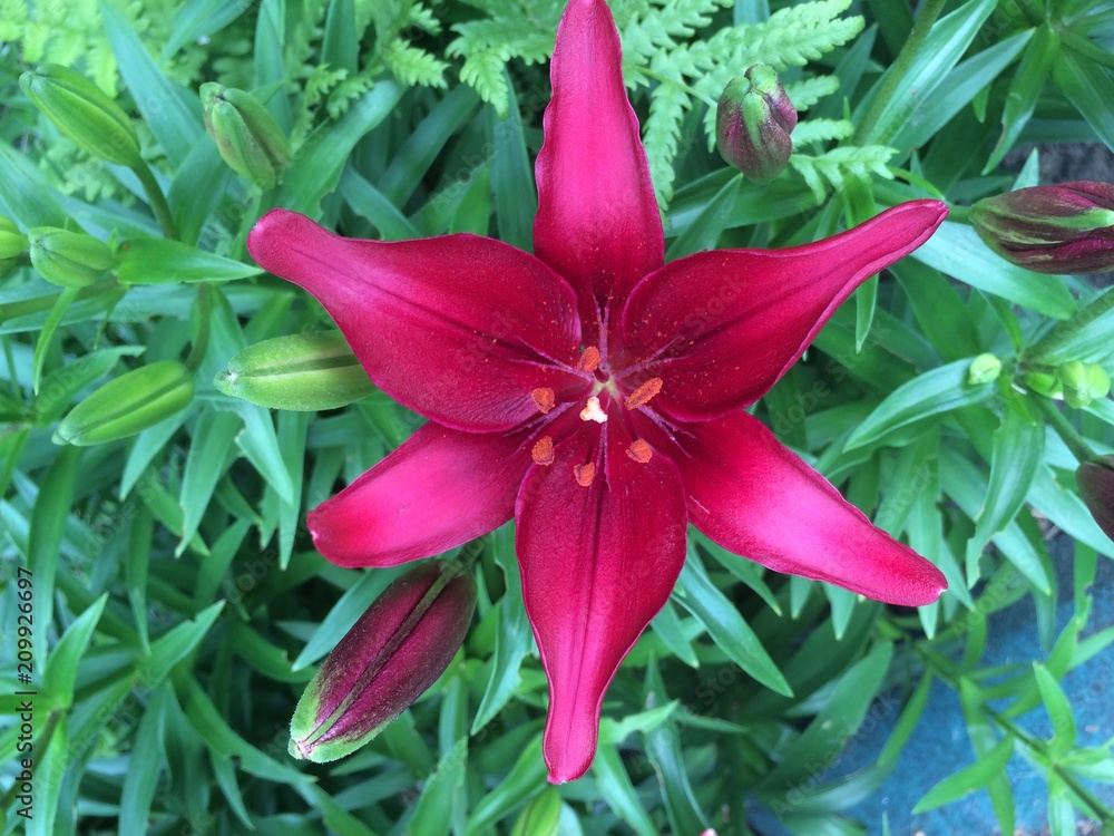 bright red asian lily bright red asian lily