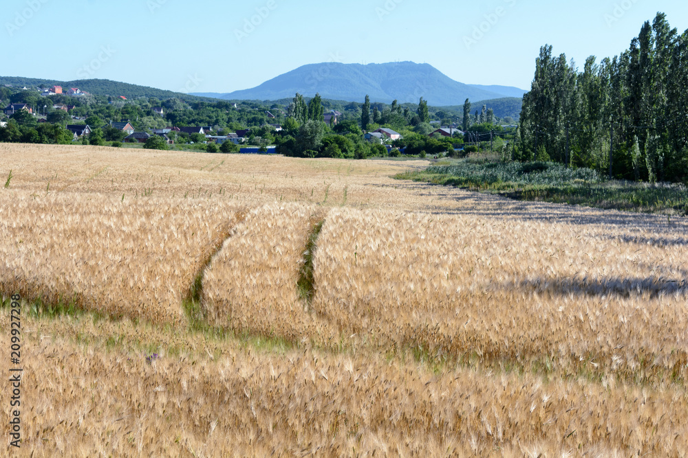 A field of ripe wheat against the backdrop of mountains and village