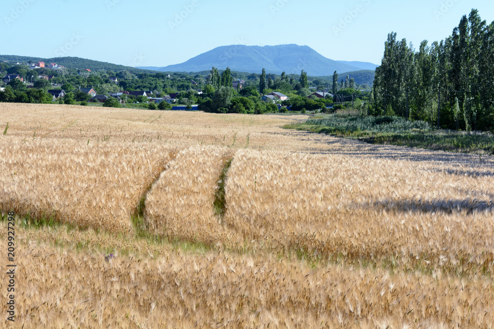 Fototapeta premium A field of ripe wheat against the backdrop of mountains and village