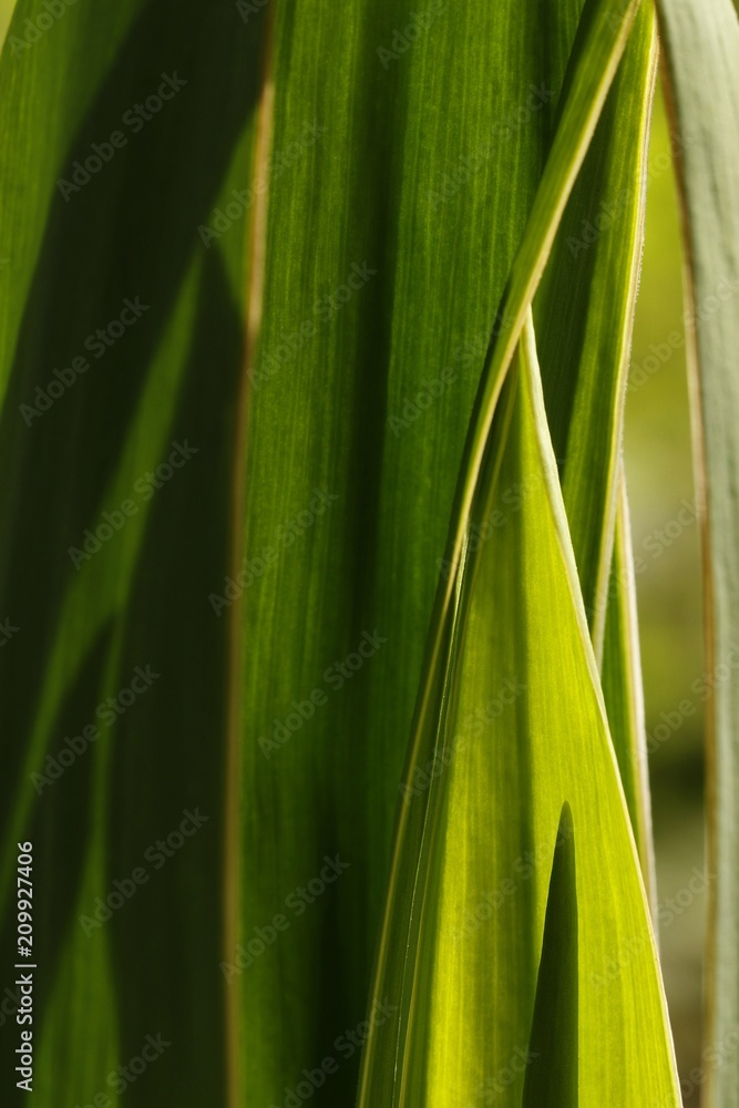 Green leaves background Green leaves background