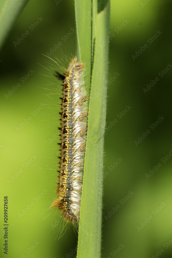 Insectes du marais de Montfort - Grésivaudan - Isère. Insectes du marais de Montfort - Grésivaudan - Isère.