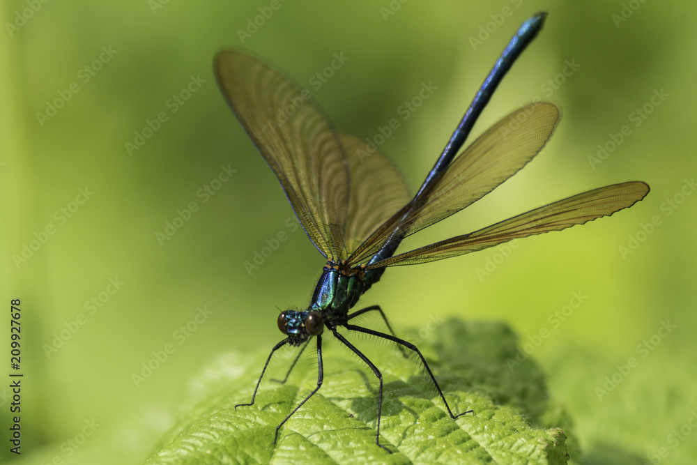 Insectes du marais de Montfort - Grésivaudan - Isère. Insectes du marais de Montfort - Grésivaudan - Isère.