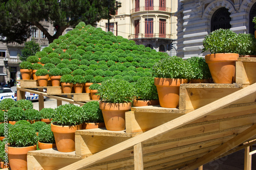 Potted basil plants traditionally given as gifts or used to decorate the home in Porto around St. John's Eve (Festa de Sao Joao do Porto) which is also Midsummer's Eve.