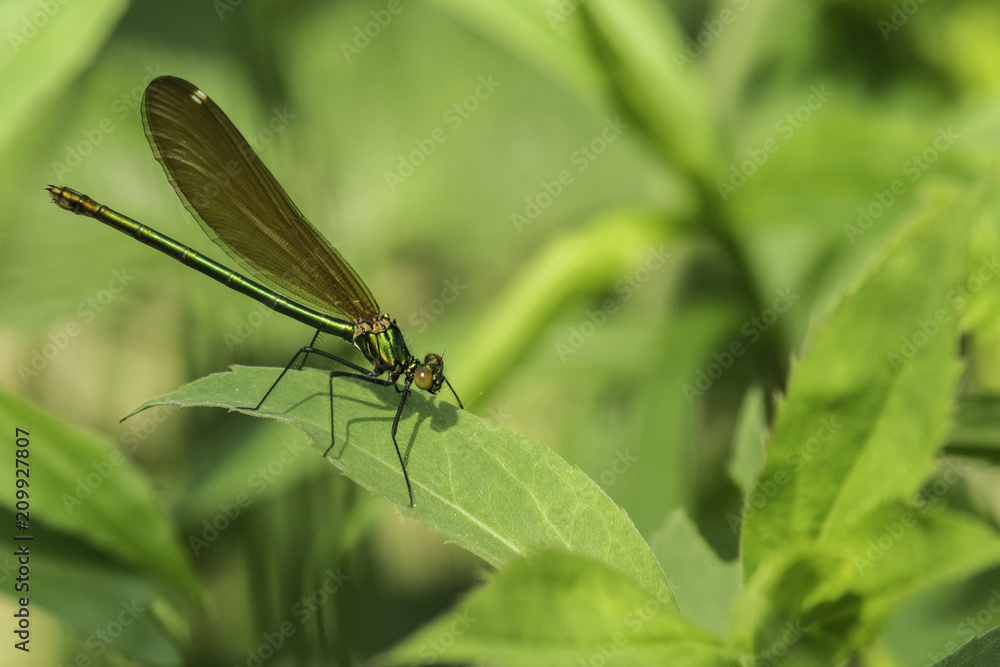 Insectes du marais de Montfort - Grésivaudan - Isère. Insectes du marais de Montfort - Grésivaudan - Isère.