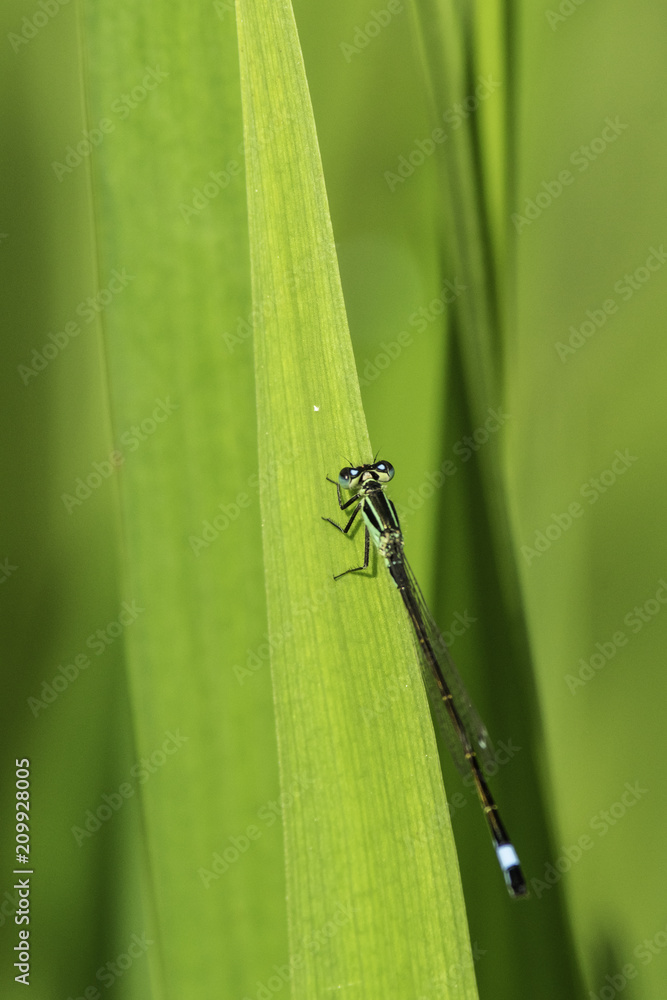 Insectes du marais de Montfort - Grésivaudan - Isère.