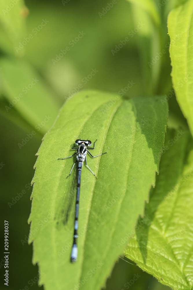Insectes du marais de Montfort - Grésivaudan - Isère. Insectes du marais de Montfort - Grésivaudan - Isère.