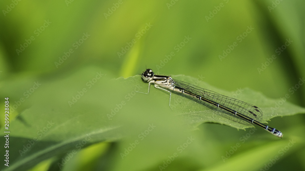 Insectes du marais de Montfort - Grésivaudan - Isère. Insectes du marais de Montfort - Grésivaudan - Isère.