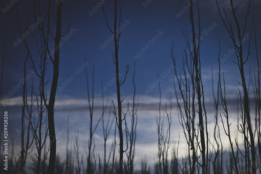 Poplar forest at winter sunset.
