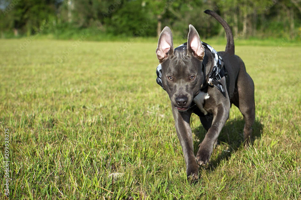 Running Pitbull Dog