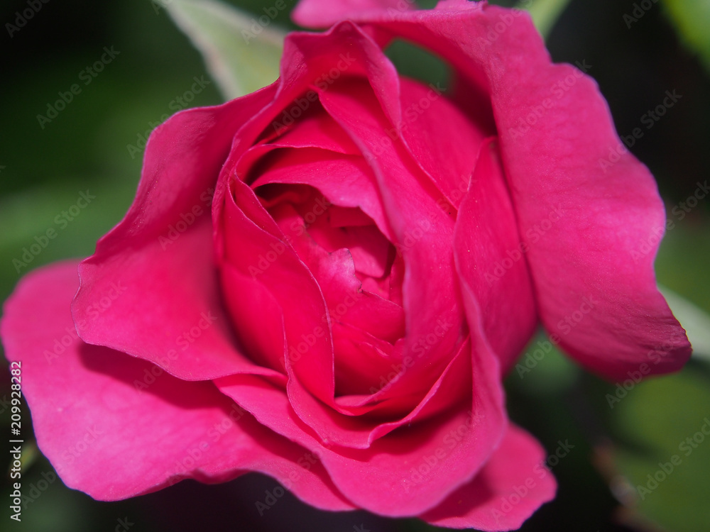 Blossoming Bud of a red rose. Flower blooming on a Bush. Red petals. Blossoming Bud of a red rose. Flower blooming on a Bush. Red petals.