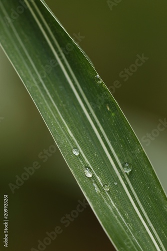 Water drops on grass