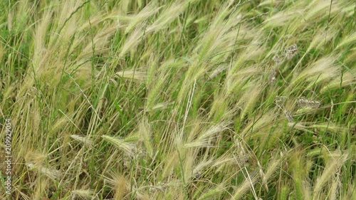 Spikelet of grass swaying in the wind