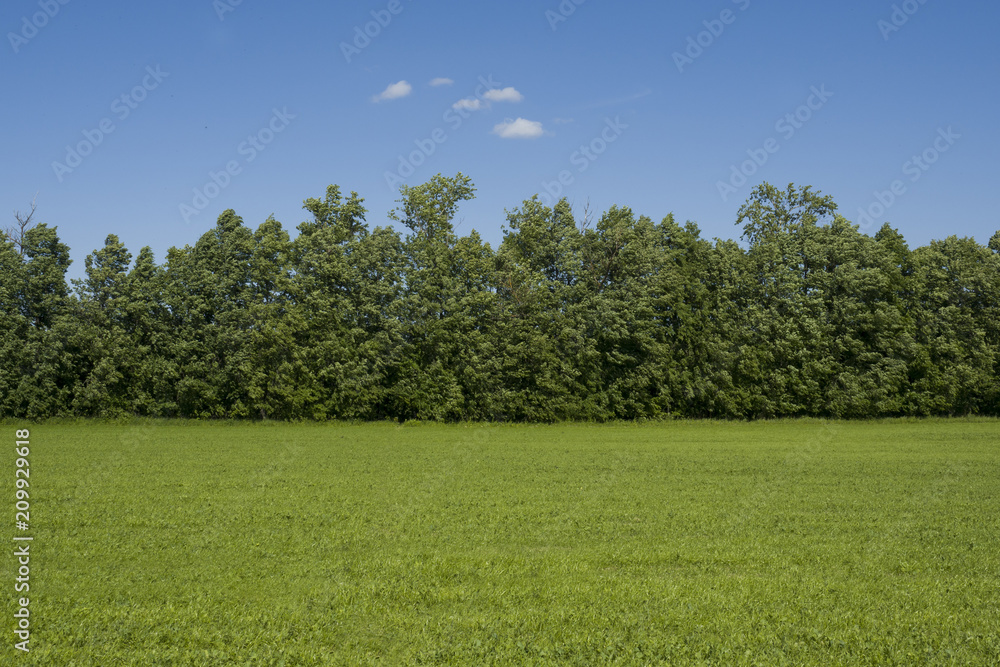 Grass field and trees Landscape outside the city Grass field and trees Landscape outside the city