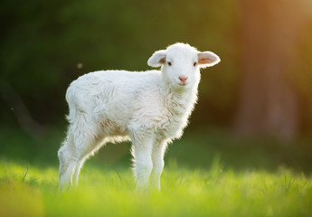 Ingelijste posters Schaap Schattig lammetje op frisse voorjaarsweide  © Lukas Gojda