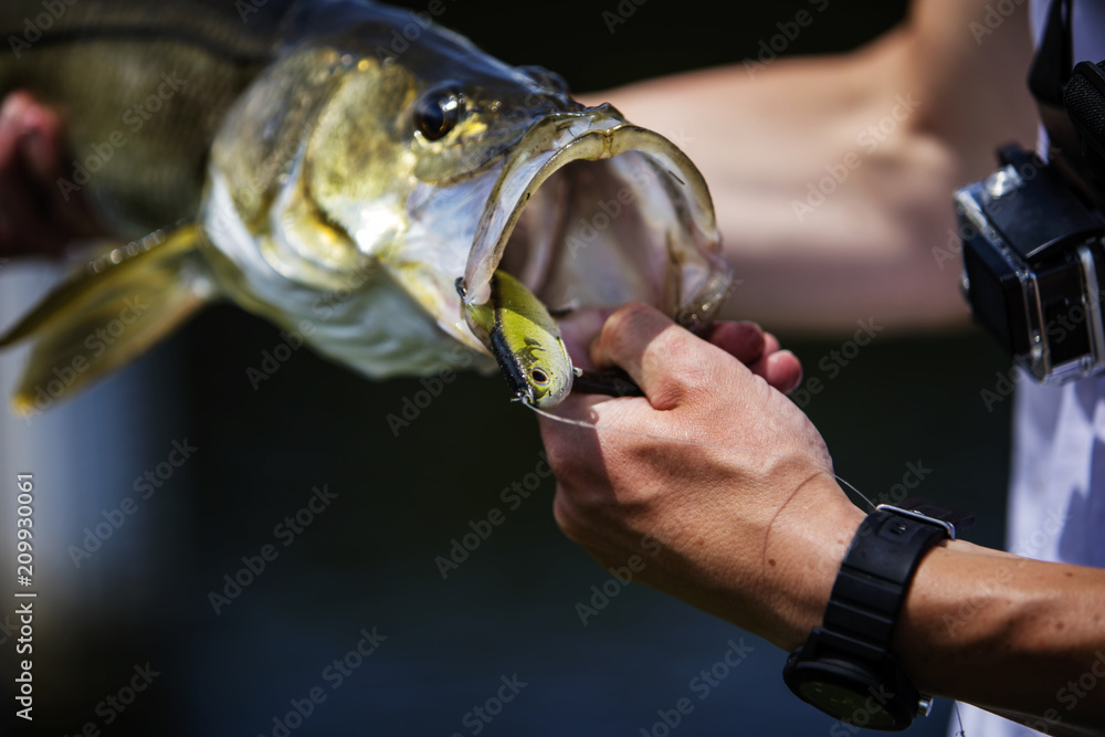 Freshwater Snook With A Fishing Lure In Its Mouth Stock Photo