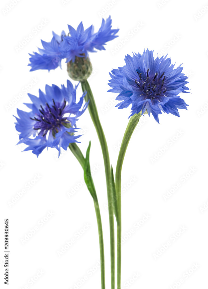 Three blue flowers of a cornflower, isolated on a white background. Selective focus Three blue flowers of a cornflower, isolated on a white background. Selective focus