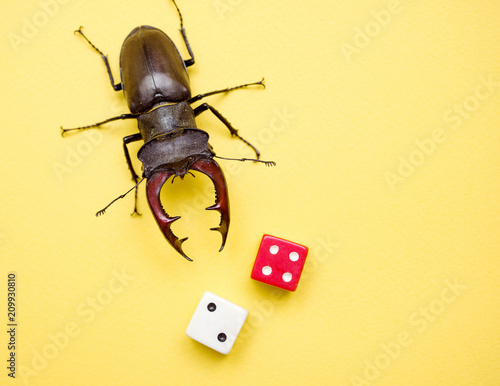 Bug deer (Lucanus cervus) and two dice on a yellow background , close up

