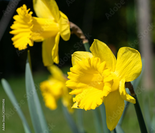 Daffodil, Narcissus pseudonarcissus