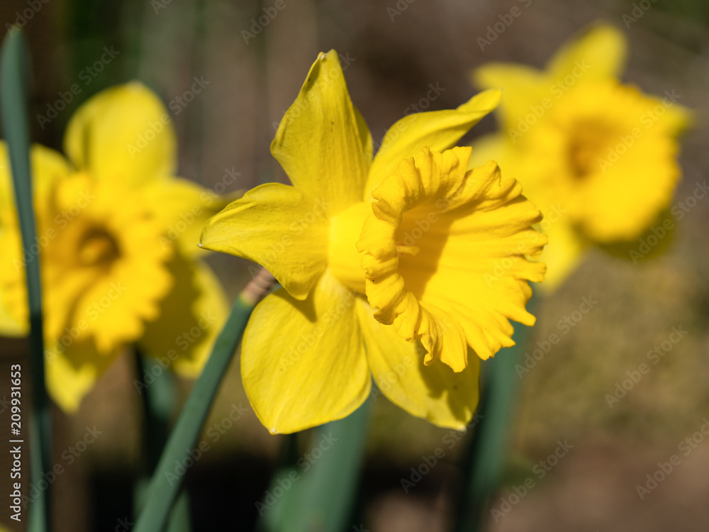 Daffodil, Narcissus pseudonarcissus Daffodil, Narcissus pseudonarcissus