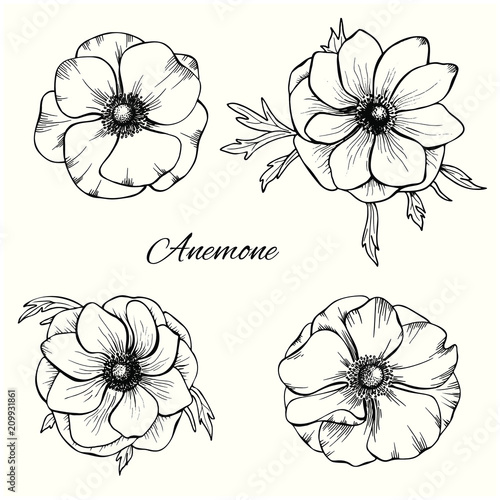 Fototapet Anemone vector set in hand drawn style. Floral design set