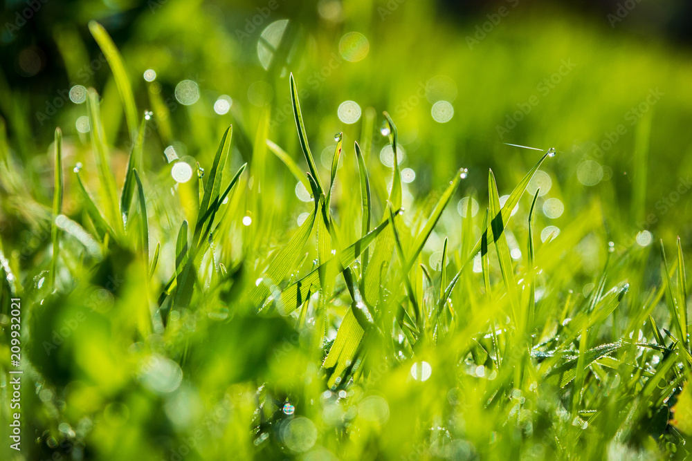 Dew grass on sunny summer morning