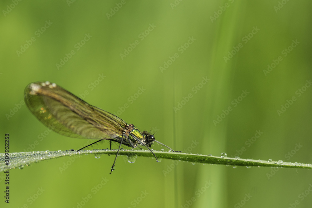 Insectes du marais de Montfort - Grésivaudan - Isère. Insectes du marais de Montfort - Grésivaudan - Isère.