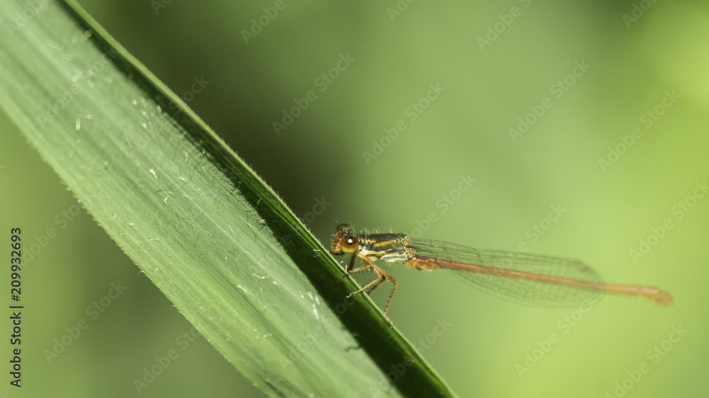 Insectes du marais de Montfort - Grésivaudan - Isère. Insectes du marais de Montfort - Grésivaudan - Isère.