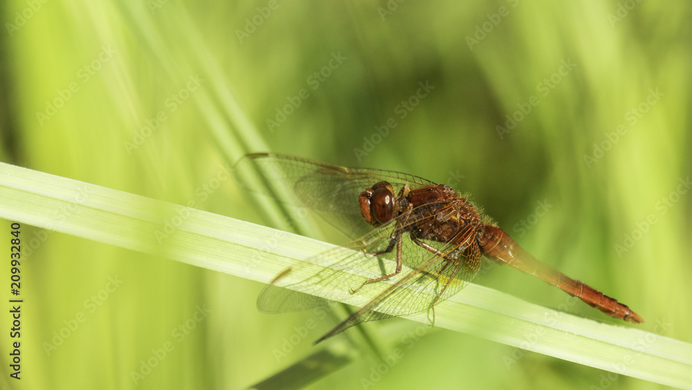 Insectes du marais de Montfort - Grésivaudan - Isère. Insectes du marais de Montfort - Grésivaudan - Isère.