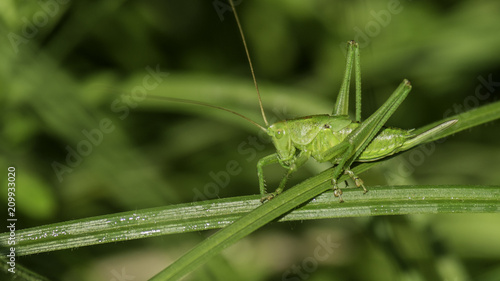 Insectes du marais de Montfort - Grésivaudan - Isère.