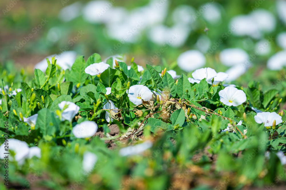 Flowering field bindweed or Convolvulus arvensis. White flowers growing low amongst vegetation