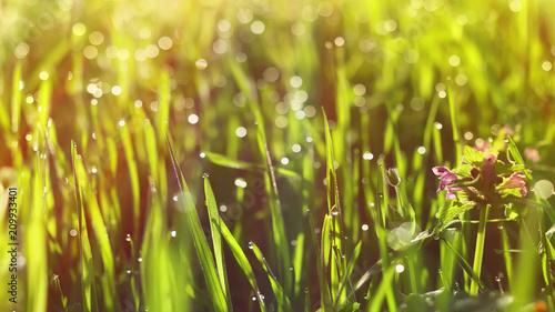 spring grass with drops of dew. toned. natural background.
