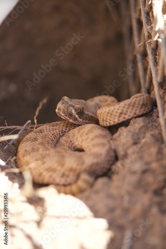Small Rattlesnake Suns itself on top of burrow
