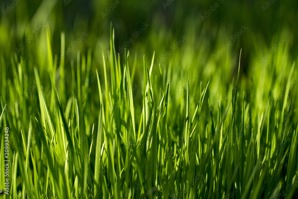 Green grass texture. Element of design. Green grass texture. Element of design.