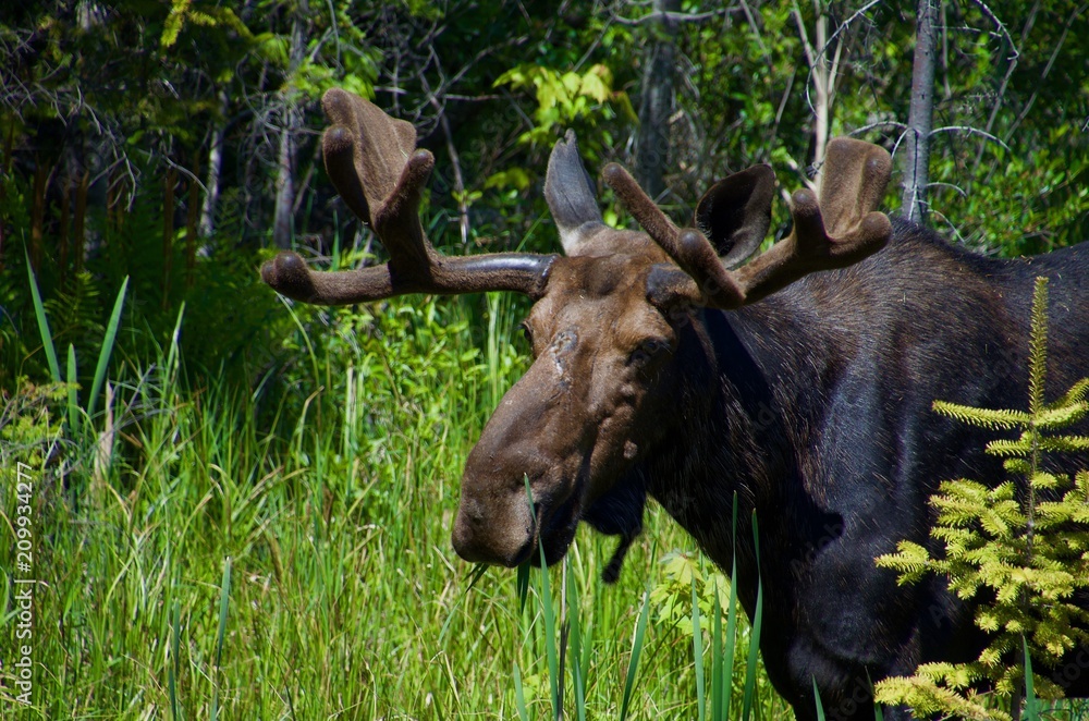 wildlife in Algonquin provincial park wildlife in Algonquin provincial park